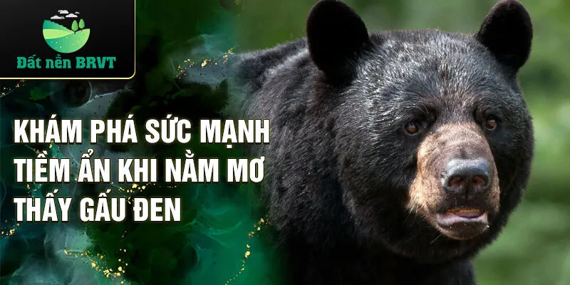 Khám phá sức mạnh tiềm ẩn khi nằm mơ thấy gấu đen