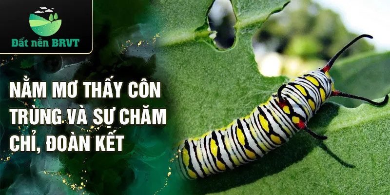 Nằm mơ thấy côn trùng và sự chăm chỉ, đoàn kết