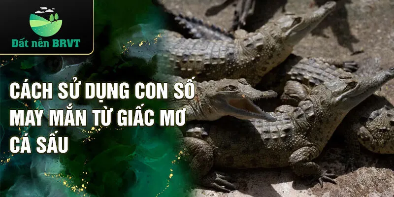 Cách sử dụng con số may mắn từ giấc mơ cá sấu