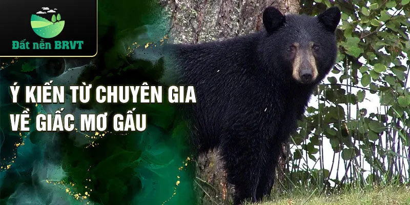 Ý kiến từ chuyên gia về giấc mơ gấu